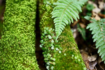 tree covered by moss and fern