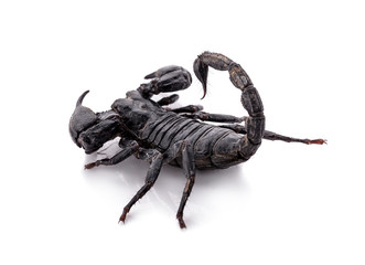 scorpion on white background