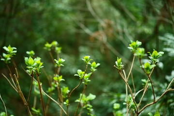 new leaves of hydrangea in spring in japan