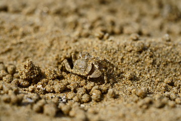 sand crab on the beach