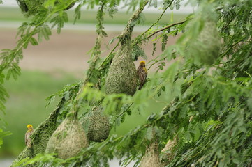 bird and nest
