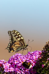 Swallowtail (Papilio machaon) sitting on the flower of a butterfly bush in summer.