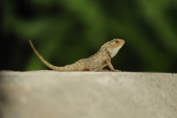 lizard on wall in green background