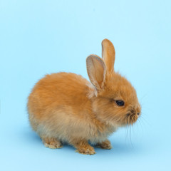 little red fluffy rabbit on blue background. Easter holiday concept