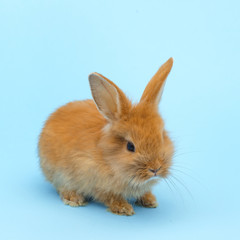 little red fluffy rabbit on blue background. Easter holiday concept