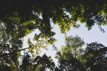 Fototapeta premium Light and trees, Green Summer Forest Park background