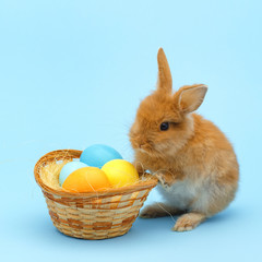 little red fluffy rabbit, with painted eggs on blue background. Easter holiday concept