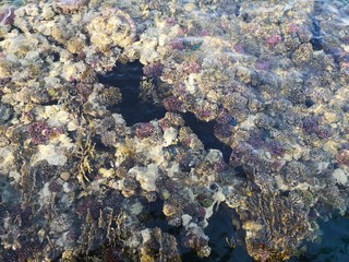 Fototapeta na wymiar Korallenriff tauchen Felskante