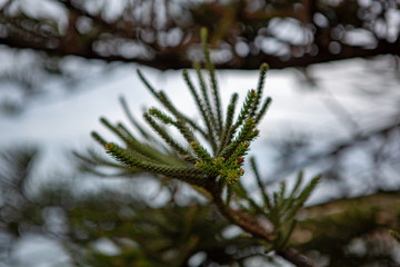 Close up of a pine tree at Horseshoe Bay Fleurieu Peninsula Port Elliot South Australia on 3rd April 2019