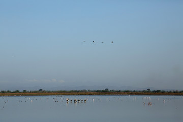 birds in water wide angle photography