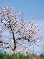 full bloom of apricot trees in Europe