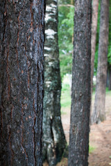 Rough relief brown bark of trees in the summer forest