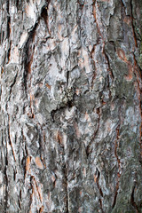 Rough relief brown bark of trees in the summer forest
