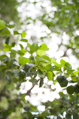 Bright juicy fresh greens in the summer forest