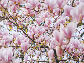 Beautiful flowering Magnolia pink blossom tree in spring season. Closeup of magnolia tree blossom with blurred background and warm sunshine. Magnoliaceae soulangeana