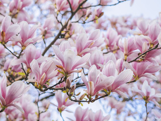 Beautiful flowering Magnolia pink blossom tree in spring season. Closeup of magnolia tree blossom with blurred background and warm sunshine. Magnoliaceae soulangeana