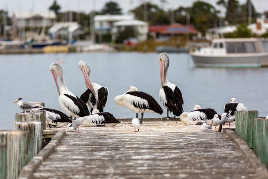 Pelicans on Hectors Jetty on the Fleurieu Peninsula Goolwa South Australia on 3rd April 2019