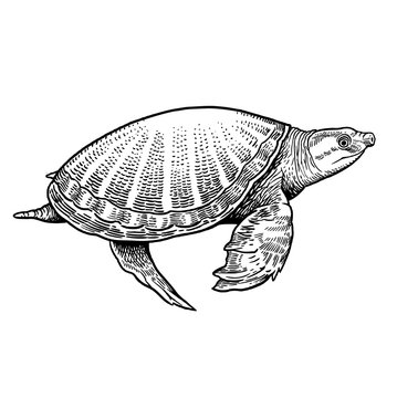 Animal of underwater world. Indian pig-nosed turtle isolated. Black and white reptile vector illustration.