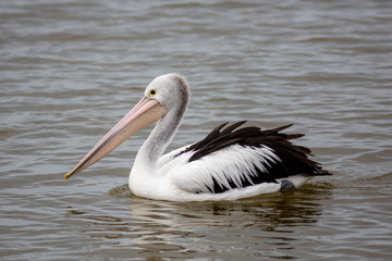 Fototapeta na wymiar Pelicans on the Fleurieu Peninsula Goolwa South Australia on 3rd April 2019