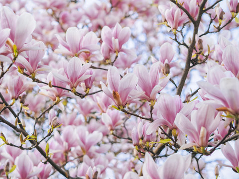 Beautiful flowering Magnolia pink blossom tree in spring season. Closeup of magnolia tree blossom with blurred background and warm sunshine. Magnoliaceae soulangeana