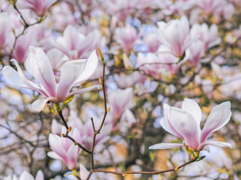 Beautiful flowering Magnolia pink blossom tree in spring season. Closeup of magnolia tree blossom with blurred background and warm sunshine. Magnoliaceae soulangeana