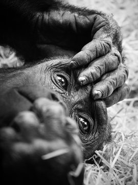 Black and white portrait of a young gorilla male.