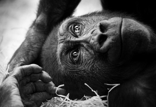 Black and white portrait of a young gorilla male.