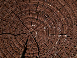 Fototapeta premium cross section of tree trunk