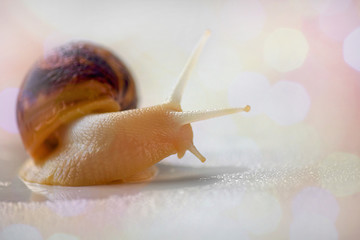 One Achatina snail. On a light background, bokeh effect. Close-up, selective focus, side view.
