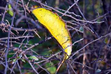 nature outise macros