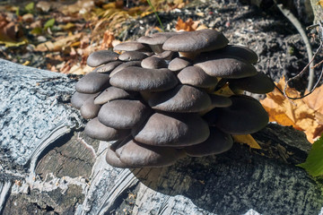 Family of oyster mushrooms on a  birch.