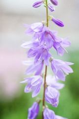 Summer bright, beautiful delicate fresh flowers in the flowerbed