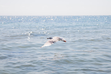 Seagull flying over the blue sea.