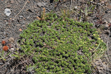Fleurs Torres del Paine