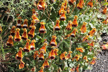 Fleurs Torres del Paine