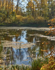 View of the forest lake with  the autumn forest.