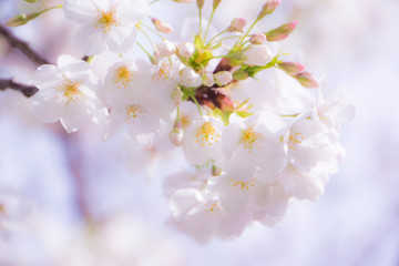 桜