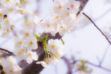 桜