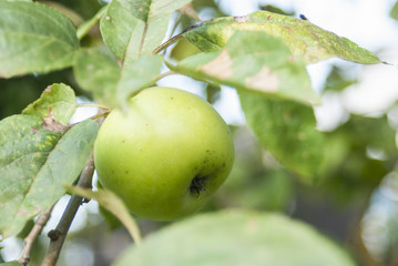 Green apple on a tree among the leaves