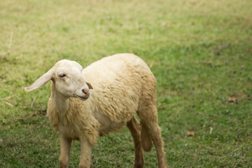 Obraz premium Sheep with blur grass background