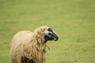 Side of Sheep with blur grass background