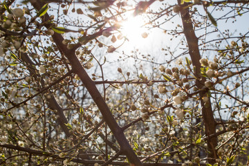 Cherry blossoms in Europe. Cherry tree in white flowers. Blurring background. 