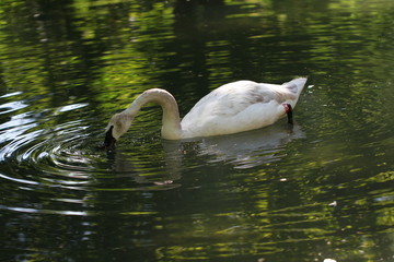 Black beacked swan