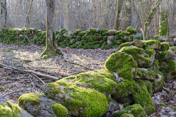 Mossy old dry stone walls