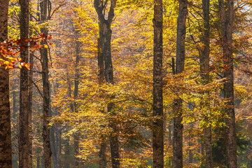 The plateau of Cansiglio in Italy