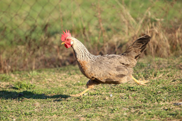 Black and white Hen is running