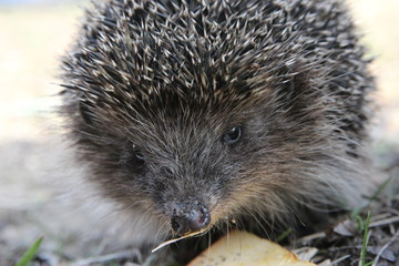 Obraz premium hedgehog in grass
