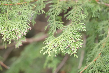 ヒノキの花