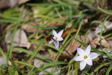 Obraz premium ハナニラとビロウドツリアブ