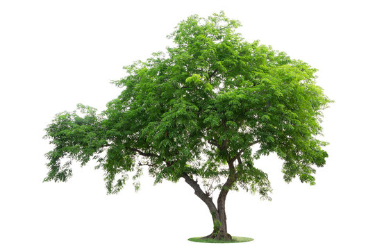The big and green tree isolated on white background. Beautiful and robust trees are growing in the forest, garden or park.